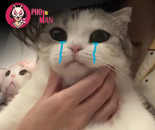 Tổng Hợp Những Meme Mèo 