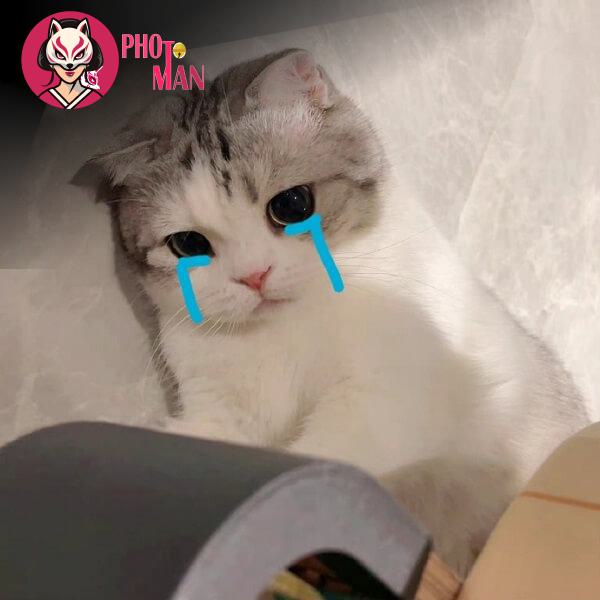 Cách Sử Dụng Meme Mèo Hiệu Quả Trong Giao Tiếp Trực Tuyến