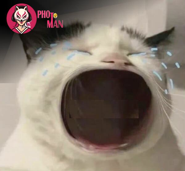 Lưu Ý Khi Sử Dụng Meme Mèo