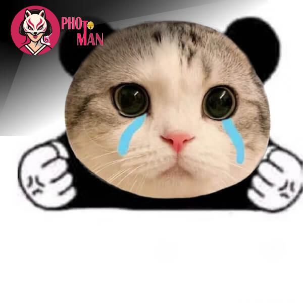 Meme Mèo và Sự Phát Triển Của Văn Hóa Internet