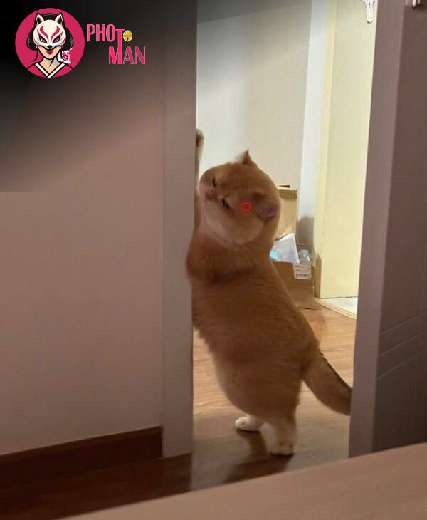 Hình ảnh thêm (20)